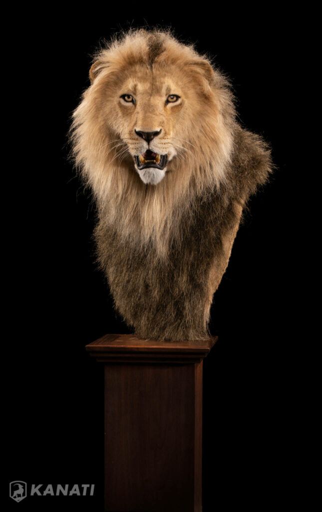 African Lion Replicas Kanati Studio