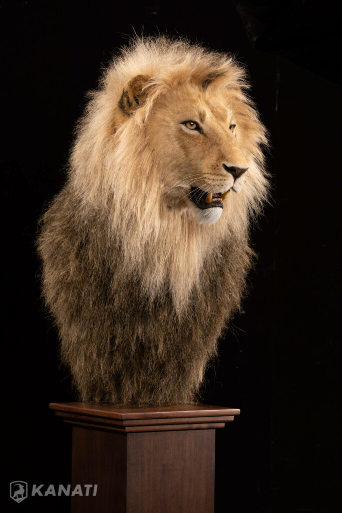 African Lion Replicas Kanati Studio